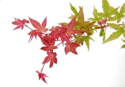 Japanse Esdoorn (Acer Palmatum 'Beni-maiko') -Tuinplanten Winkel acer palm. beni maiko zoom