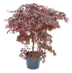 Japanse Esdoorn (Acer Palmatum 'Bloodgood') -Tuinplanten Winkel acer palm. bloodgood c50 1