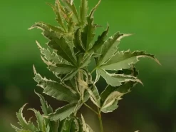Japanse Esdoorn (Acer Palmatum 'Butterfly') -Tuinplanten Winkel acer palm. butterfly 1