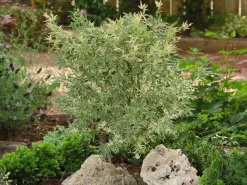 Japanse Esdoorn (Acer Palmatum 'Butterfly') -Tuinplanten Winkel acer palm. butterfly 2