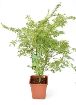 Japanse Esdoorn (Acer Palmatum 'Butterfly') -Tuinplanten Winkel acer palm. butterfly c14 3