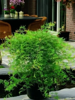 Japanse Esdoorn (Acer Palmatum 'Emerald Lace') -Tuinplanten Winkel acer palm. emerald lace 2