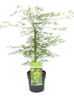 Japanse Esdoorn (Acer Palmatum 'Emerald Lace') -Tuinplanten Winkel acer palm. emerald lace c3