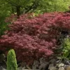 Japanse Esdoorn (Acer Palmatum 'Garnet')