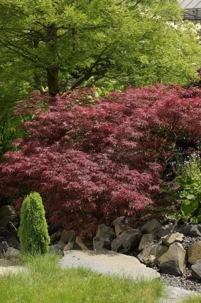 Japanse Esdoorn (Acer Palmatum 'Garnet') 1 Japanse Esdoorn (Acer Palmatum 'Garnet')