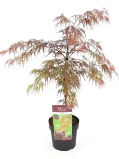 Japanse Esdoorn (Acer Palmatum 'Garnet') 23 Japanse Esdoorn (Acer Palmatum 'Garnet') -Tuinplanten Winkel acer palm. garnet c3 1