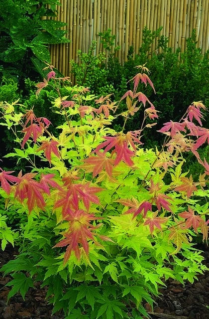Japanse Esdoorn (Acer Palmatum 'Orange Dream') 10 Japanse Esdoorn (Acer Palmatum 'Orange Dream') - Afbeelding 10
