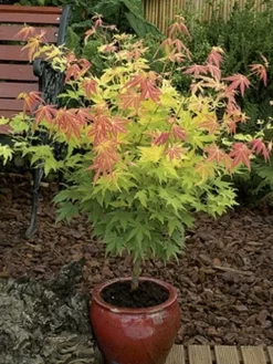 Japanse Esdoorn (Acer Palmatum 'Orange Dream') 31 Japanse Esdoorn (Acer Palmatum 'Orange Dream') -Tuinplanten Winkel acer palm. orange dream 2