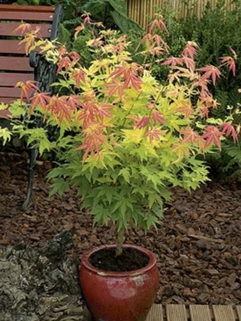 Japanse Esdoorn (Acer Palmatum 'Orange Dream') 16 Japanse Esdoorn (Acer Palmatum 'Orange Dream') - Afbeelding 16