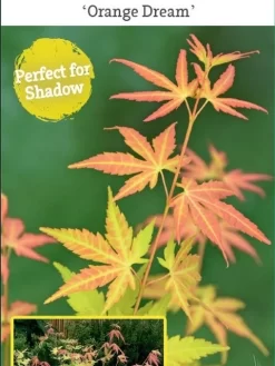Japanse Esdoorn (Acer Palmatum 'Orange Dream') 30 Japanse Esdoorn (Acer Palmatum 'Orange Dream') -Tuinplanten Winkel acer palm. orange dream c3 1