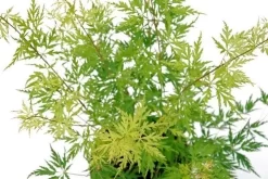 Japanse Esdoorn (Acer Palmatum 'Seiryu') -Tuinplanten Winkel acer palm. seiryu