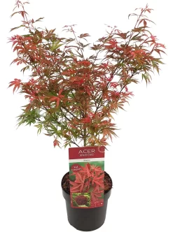 Japanse Esdoorn (Acer Palmatum 'Shaina') -Tuinplanten Winkel acer palm. shaina c3