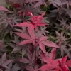 Japanse Esdoorn (Acer Palmatum 'Twombly's Red Sentinel')