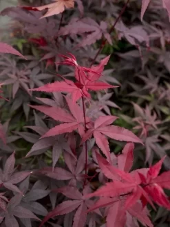 Japanse Esdoorn (Acer Palmatum 'Twombly's Red Sentinel')