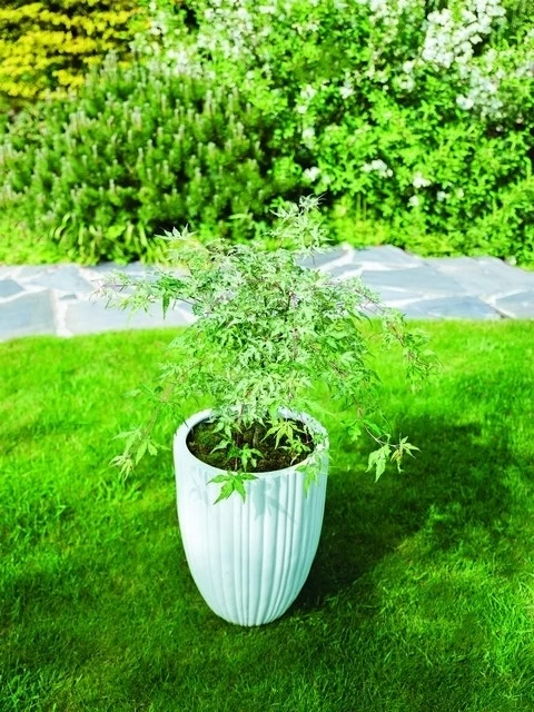 Japanse Esdoorn (Acer Palmatum 'Ukigumo') 6 Japanse Esdoorn (Acer Palmatum 'Ukigumo') - Afbeelding 6