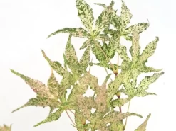 Japanse Esdoorn (Acer Palmatum 'Ukigumo') 9 Japanse Esdoorn (Acer Palmatum 'Ukigumo') -Tuinplanten Winkel acer palm. ukigumo 1