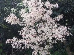 Japanse Esdoorn (Acer Palmatum 'Ukigumo') 10 Japanse Esdoorn (Acer Palmatum 'Ukigumo') -Tuinplanten Winkel acer palm. ukigumo 2