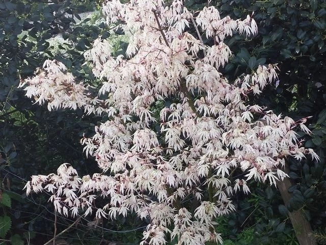 Japanse Esdoorn (Acer Palmatum 'Ukigumo') 5 Japanse Esdoorn (Acer Palmatum 'Ukigumo') - Afbeelding 5