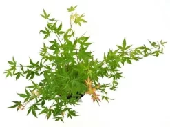 Japanse Esdoorn (Acer Palmatum 'Wilson's Pink Dwarf') -Tuinplanten Winkel acer palm. wilson pink dwarf c3 3