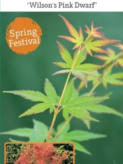 Japanse Esdoorn (Acer Palmatum 'Wilson's Pink Dwarf') -Tuinplanten Winkel acer palm. wilson s pink dwarf c3 1