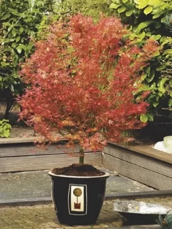 Japanse Esdoorn (Acer Palmatum 'Wilson's Pink Dwarf') -Tuinplanten Winkel acer palm. wilson s pink dwarf c3 2