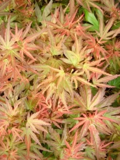 Japanse Esdoorn (Acer Palmatum 'Wilson's Pink Dwarf') -Tuinplanten Winkel acer palm. wilson s pink dwarf c3 3