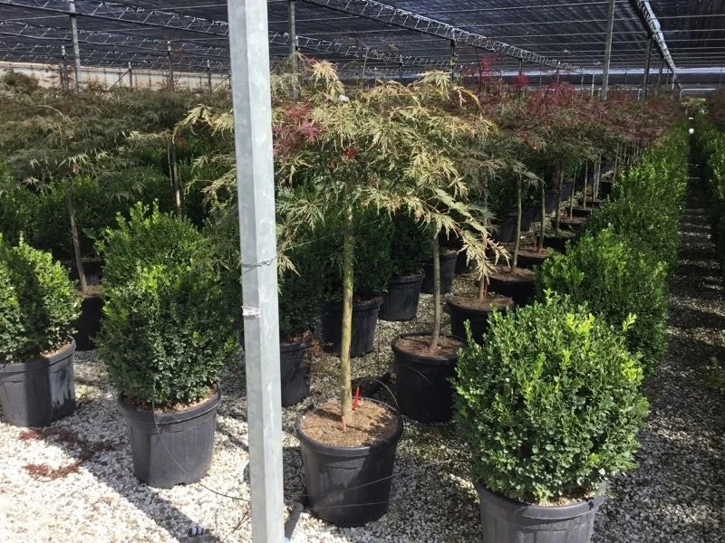 Japanse Esdoorn Op Stam (Acer Palmatum 'Inabe Shidare') 2 Japanse Esdoorn Op Stam (Acer Palmatum 'Inabe Shidare') - Afbeelding 2