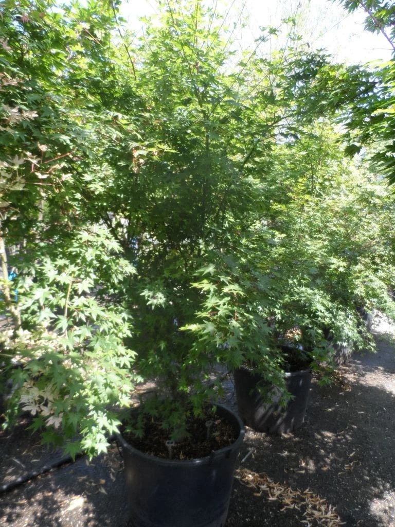 Japanse Esdoorn (Acer Palmatum) 10 Japanse Esdoorn (Acer Palmatum) - Afbeelding 10