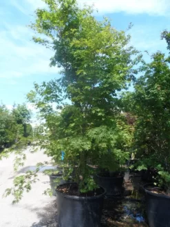 Japanse Esdoorn (Acer Palmatum) 21 Japanse Esdoorn (Acer Palmatum) -Tuinplanten Winkel acer palmatum 250 300 c500