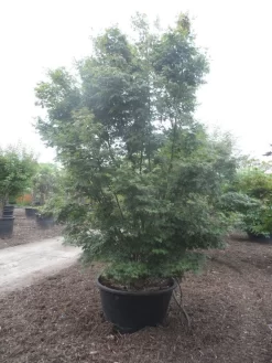 Japanse Esdoorn (Acer Palmatum) 23 Japanse Esdoorn (Acer Palmatum) -Tuinplanten Winkel acer palmatum 350 400 c500