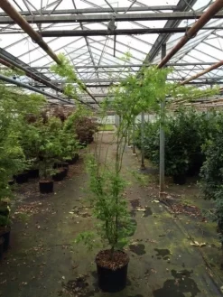 Japanse Esdoorn (Acer Palmatum 'Aoyagi') -Tuinplanten Winkel acer palmatum aoyagi 175 200