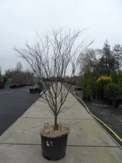 Japanse Esdoorn (Acer Palmatum 'Atropurpureum') -Tuinplanten Winkel acer palmatum atropurpureum 200 250 c110 1