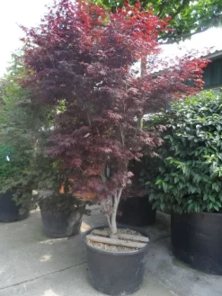 Japanse Esdoorn (Acer Palmatum 'Atropurpureum') -Tuinplanten Winkel acer palmatum atropurpureum 250 300 c285 1