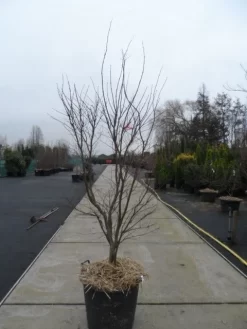 Japanse Esdoorn (Acer Palmatum 'Fireglow') 27 Japanse Esdoorn (Acer Palmatum 'Fireglow') -Tuinplanten Winkel acer palmatum atropurpureum fireglow 200 250 c110