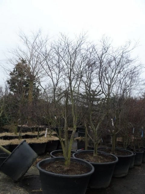 Japanse Esdoorn (Acer Palmatum 'Fireglow') 13 Japanse Esdoorn (Acer Palmatum 'Fireglow') - Afbeelding 13