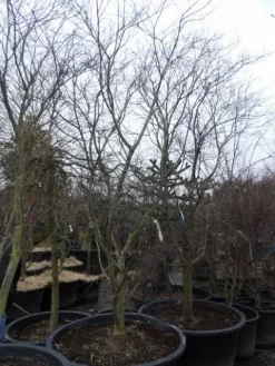 Japanse Esdoorn (Acer Palmatum 'Fireglow') 25 Japanse Esdoorn (Acer Palmatum 'Fireglow') -Tuinplanten Winkel acer palmatum atropurpureum fireglow 250 300 c500 2