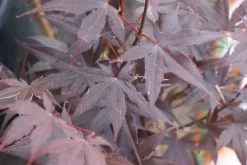 Japanse Esdoorn (Acer Palmatum 'Bloodgood') -Tuinplanten Winkel acer palmatum bloodgood 2
