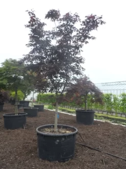 Japanse Esdoorn (Acer Palmatum 'Bloodgood') -Tuinplanten Winkel acer palmatum bloodgood halfstam c750 1