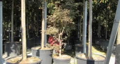 Japanse Esdoorn (Acer Palmatum 'Butterfly') -Tuinplanten Winkel acer palmatum butterfly 100 125