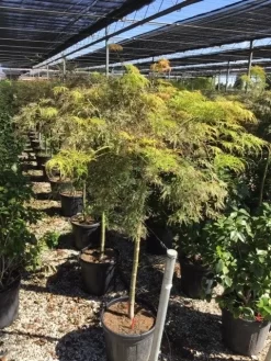 Japanse Esdoorn Op Stam (Acer Palmatum 'Viridis') -Tuinplanten Winkel acer palmatum dis. viridis op stam c20