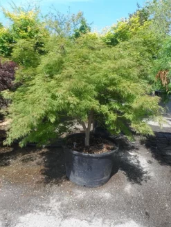 Japanse Esdoorn (Acer Palmatum 'Dissectum') -Tuinplanten Winkel acer palmatum dissectum 125 150 175 c200 struikvorm extra