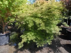 Japanse Esdoorn (Acer Palmatum 'Dissectum') -Tuinplanten Winkel acer palmatum dissectum 125 150 175 c200 struikvorm extra 2