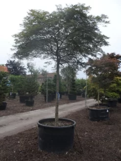 Japanse Esdoorn (Acer Palmatum 'Dissectum') -Tuinplanten Winkel acer palmatum dissectum 25 30ho c750