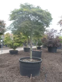Japanse Esdoorn (Acer Palmatum 'Dissectum') -Tuinplanten Winkel acer palmatum dissectum 25 30ho c750 2