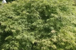 Japanse Esdoorn (Acer Palmatum 'Dissectum') -Tuinplanten Winkel acer palmatum dissectum 2