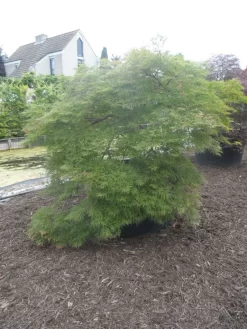 Japanse Esdoorn (Acer Palmatum 'Dissectum') -Tuinplanten Winkel acer palmatum dissectum halfstam c750 solitair extra 4