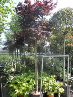 Japanse Esdoorn (Acer Palmatum 'Fireglow') 22 Japanse Esdoorn (Acer Palmatum 'Fireglow') -Tuinplanten Winkel acer palmatum fireglow 12 14ho cont