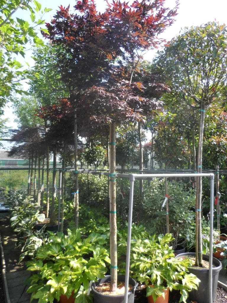 Japanse Esdoorn (Acer Palmatum 'Fireglow') 9 Japanse Esdoorn (Acer Palmatum 'Fireglow') - Afbeelding 9