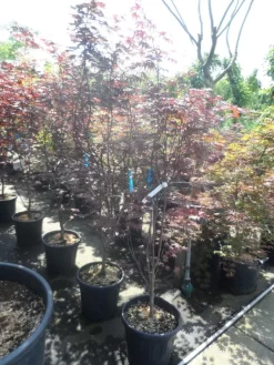 Japanse Esdoorn (Acer Palmatum 'Fireglow') 20 Japanse Esdoorn (Acer Palmatum 'Fireglow') -Tuinplanten Winkel acer palmatum fireglow 150 175 c35