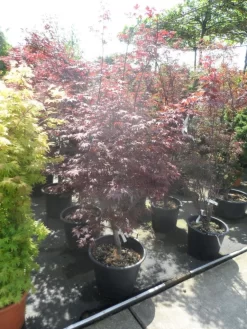 Japanse Esdoorn (Acer Palmatum 'Fireglow') 23 Japanse Esdoorn (Acer Palmatum 'Fireglow') -Tuinplanten Winkel acer palmatum fireglow 150 175 c50